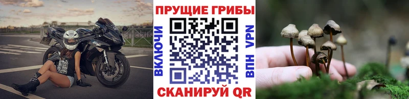 Галлюциногенные грибы Cubensis  KRAKEN зеркало  Муром  сколько стоит 
